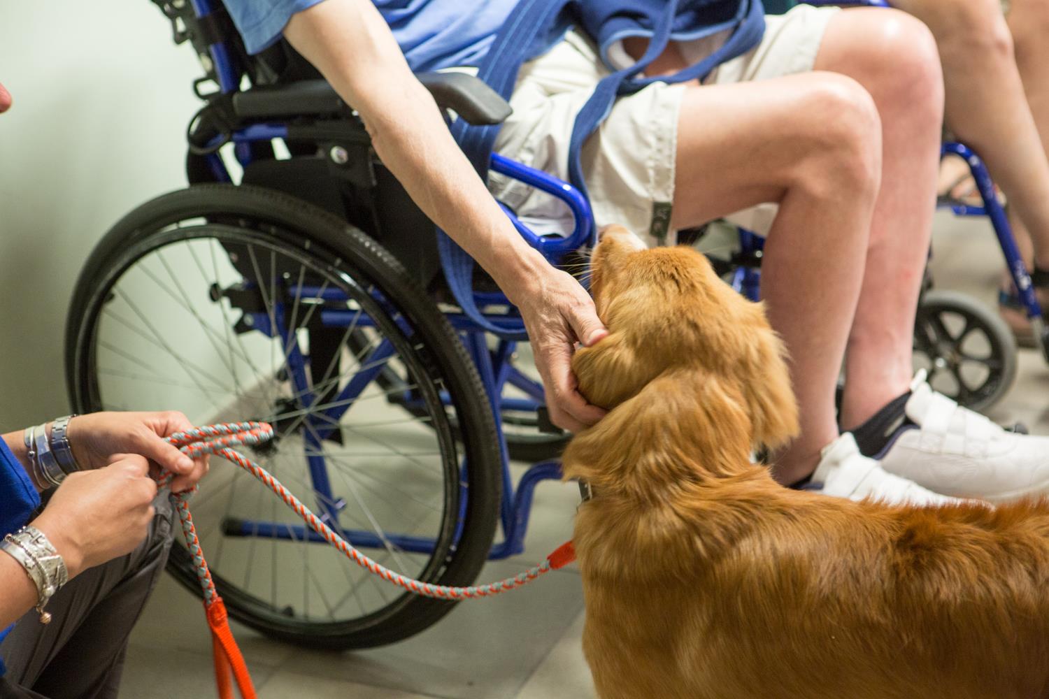 Intervento pet therapy con il cane presso disabile in sedia a rotelle